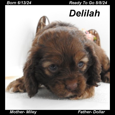 puppy, for, sale, Cocker Spaniel, Joe & Cherri  Overlease, dog, breeder, Miller, MO, dog-breeder, puppy-for-sale, forsale, nearby, find, puppyfind, locator, puppylocator, aca